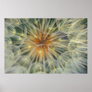 USA, Pennsylvania. Dandelion seedhead close-up Poster