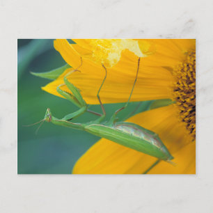 USA, Pennsylvania. Female praying mantis Postcard