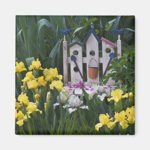 USA, Pennsylvania. Garden irises grow around Magnet