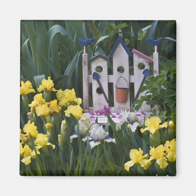 USA, Pennsylvania. Garden irises grow around Magnet (Front)