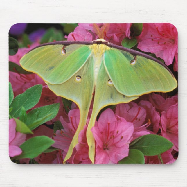 USA, Pennsylvania. Luna moth on pink clematis Mouse Mat (Front)