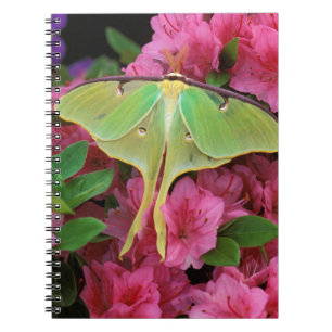 USA, Pennsylvania. Luna moth on pink clematis Notebook