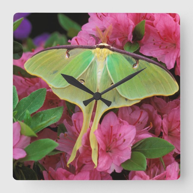 USA, Pennsylvania. Luna moth on pink clematis Square Wall Clock (Front)
