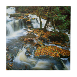 USA, Pennsylvania, Ricketts Glen State Park Tile