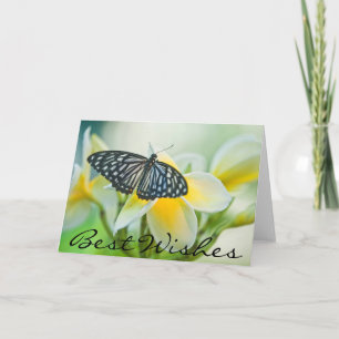 USA, Pennsylvania. Swallowtail butterfly Card