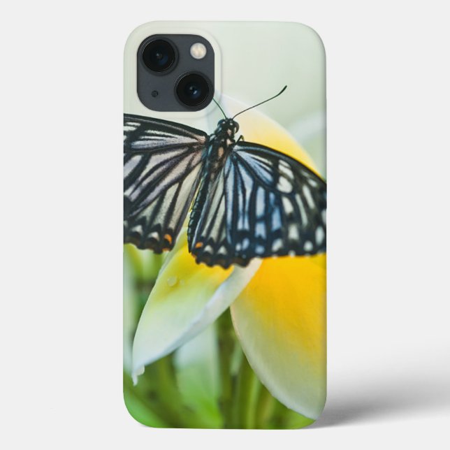 USA, Pennsylvania. Swallowtail butterfly Case-Mate iPhone Case (Back)