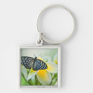 USA, Pennsylvania. Swallowtail butterfly Key Ring
