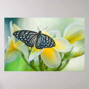 USA, Pennsylvania. Swallowtail butterfly Poster