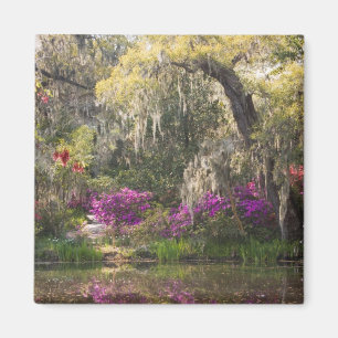 USA, South Carolina, Charleston. Cypress Trees 2 Magnet