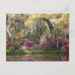 USA, South Carolina, Charleston. Cypress Trees 2 Postcard