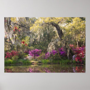 USA, South Carolina, Charleston. Cypress Trees 2 Poster