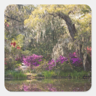 USA, South Carolina, Charleston. Cypress Trees 2 Square Sticker
