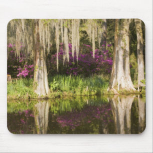 USA, South Carolina, Charleston. Cypress Trees Mouse Mat