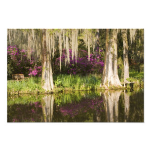 USA, South Carolina, Charleston. Cypress Trees Photo Print