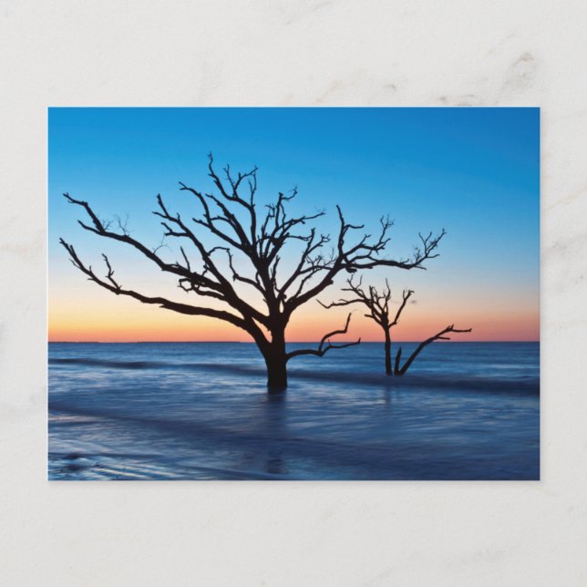 USA, South Carolina, Edisto Island, Botany Bay Postcard (Front)