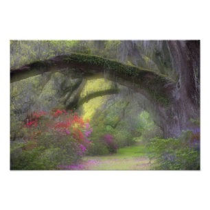 USA, South Carolina, Magnolia Gardens. Photo Print