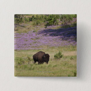 USA, South Dakota, American bison (Bison bison) 15 Cm Square Badge