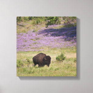 USA, South Dakota, American bison (Bison bison) 2 Canvas Print