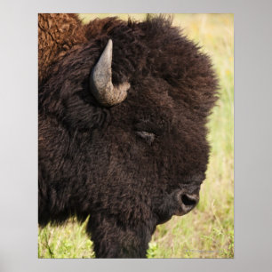 USA, South Dakota, American bison (Bison bison) 2 Poster