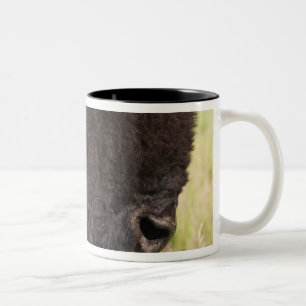USA, South Dakota, American bison (Bison bison) 2 Two-Tone Coffee Mug