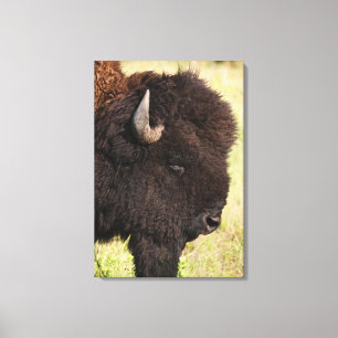 USA, South Dakota, American bison (Bison bison) Canvas Print