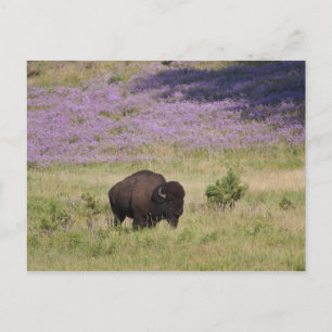 USA, South Dakota, American bison (Bison bison) Postcard