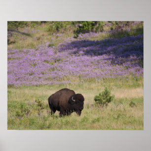 USA, South Dakota, American bison (Bison bison) Poster