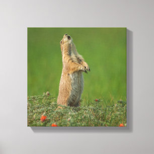 USA, South Dakota, Custer State Park Canvas Print