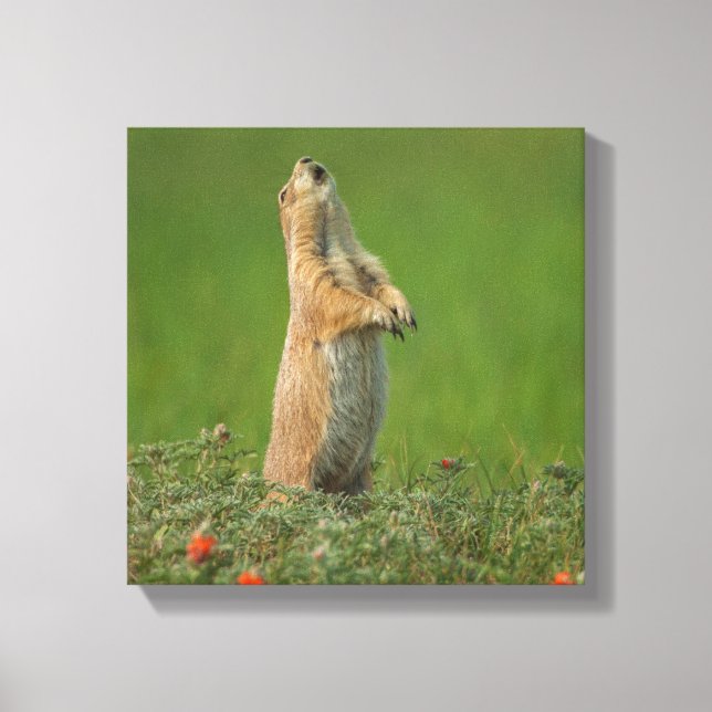 USA, South Dakota, Custer State Park Canvas Print (Front)