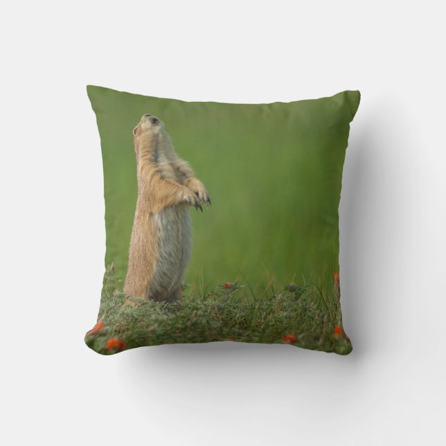 USA, South Dakota, Custer State Park Cushion (Front)