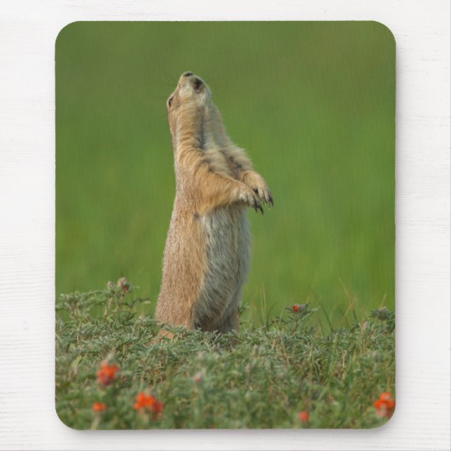 USA, South Dakota, Custer State Park Mouse Mat (Front)