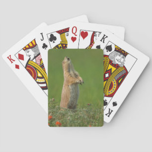 USA, South Dakota, Custer State Park Playing Cards