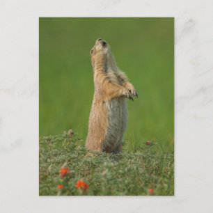 USA, South Dakota, Custer State Park Postcard