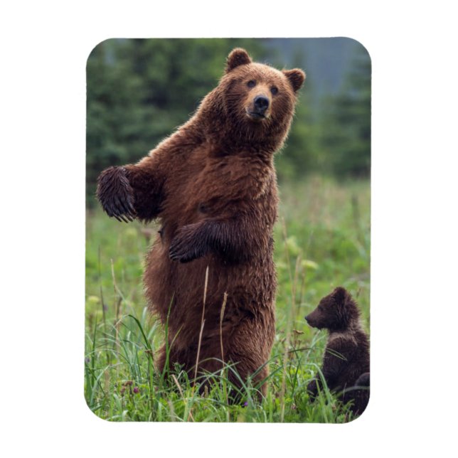 USA, Southeast Alaska, Brown Bear and cub Magnet (Vertical)
