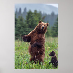 USA, Southeast Alaska, Brown Bear and cub Poster