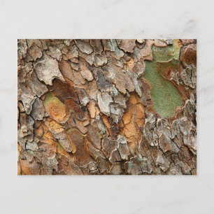 USA, Tennessee, Close Up Of Bark On A Tree Postcard