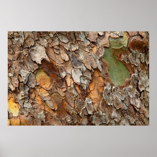 USA, Tennessee, Close Up Of Bark On A Tree Poster (Front)