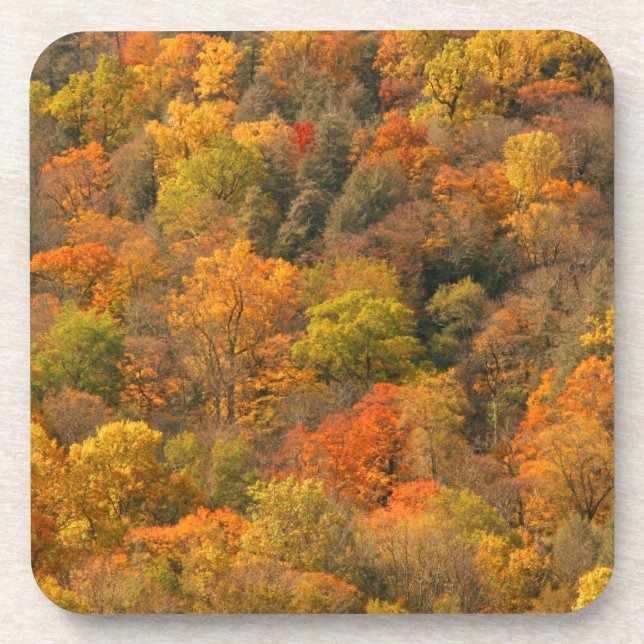 USA, Tennessee. Fall Foliage 2 Coaster (Front)