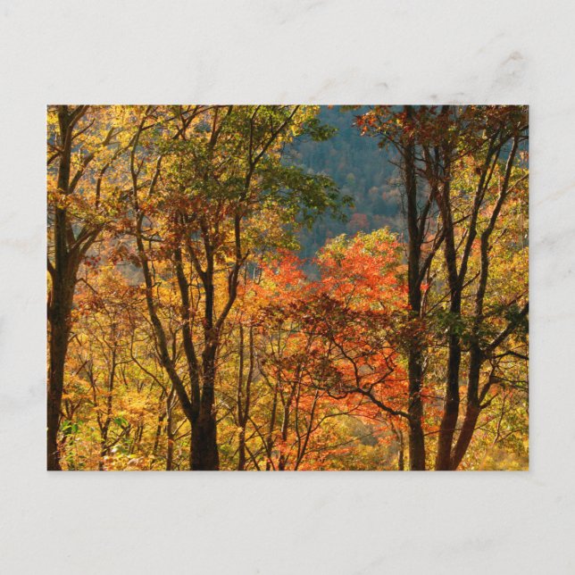 USA, Tennessee. Fall Foliage Postcard (Front)