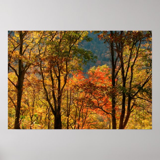 USA, Tennessee. Fall Foliage Poster (Front)