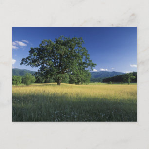 USA, Tennessee. Great Smokey Mountains 3 Postcard