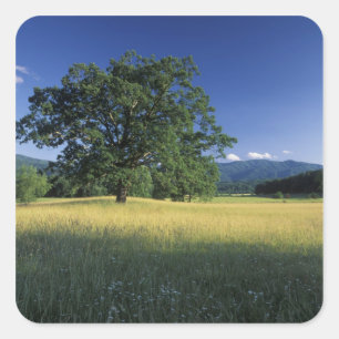 USA, Tennessee. Great Smokey Mountains 3 Square Sticker
