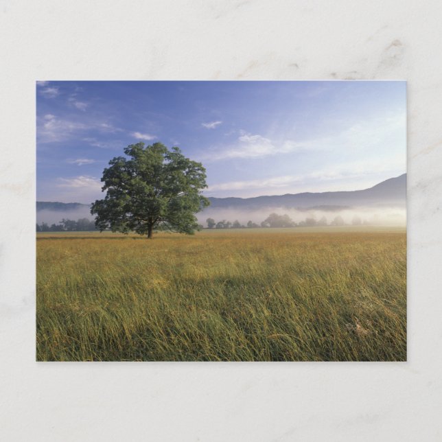 USA, Tennessee. Great Smokey Mountains Postcard (Front)