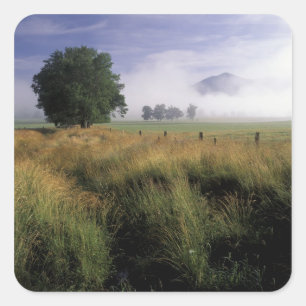 USA, Tennessee, Great Smokey Mountains Square Sticker