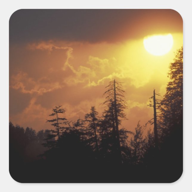 USA, Tennessee, Great Smoky Mountains NP. 2 Square Sticker (Front)