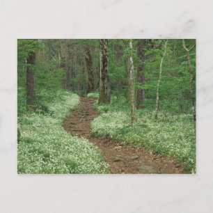 USA, Tennessee, Great Smoky Mountains NP, 3 Postcard