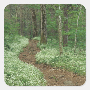 USA, Tennessee, Great Smoky Mountains NP, 3 Square Sticker