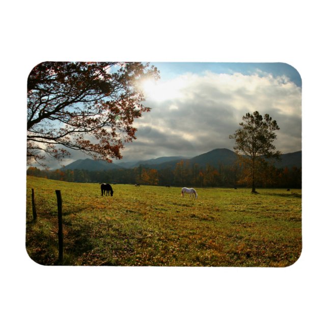 USA, Tennessee. Horses In Cades Cove Valley Magnet (Horizontal)