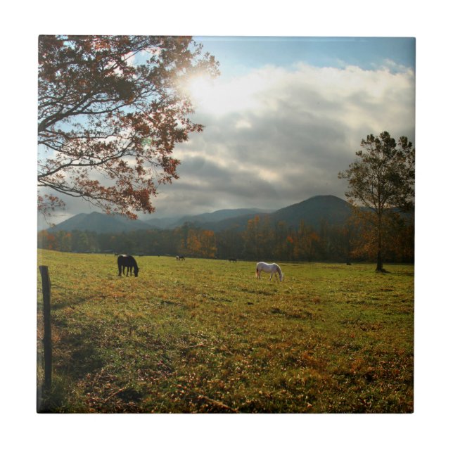 USA, Tennessee. Horses In Cades Cove Valley Tile (Front)