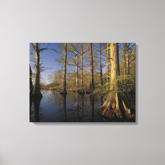 USA, Tennessee. Reelfoot National Wildlife Canvas Print (Front)